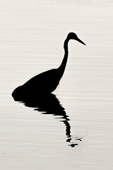 Silhouette of a Great Blue Heron in the shore of the sea.