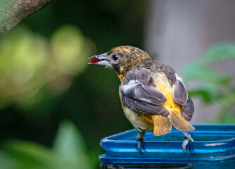 Gorgeous songbird Baltimore Orioles eating grape jelly and oranges in the morning.  