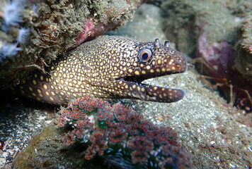 Costa Rica Pacific sea life.