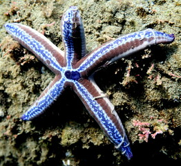 Costa Rica Pacific sea life.