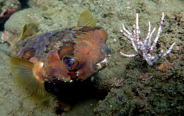 Costa Rica Pacific sea life.