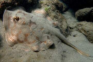 Costa Rica Pacific sea life.