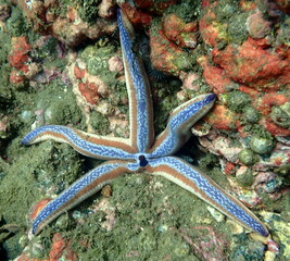 Costa Rica Pacific sea life.