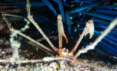 Costa Rica Pacific sea life.