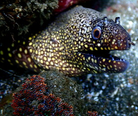 Costa Rica Pacific sea life.