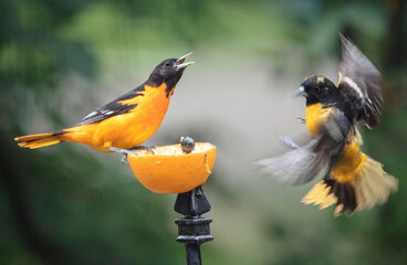Gorgeous songbird Baltimore Orioles eating grape jelly and oranges in the morning.  