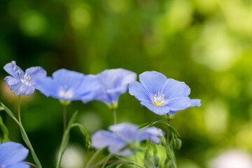 満開のアマの花
