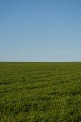 秋の緑のムギ畑と青空
