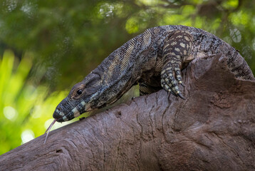 Common Goanna ( Varanus varius)