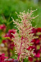 Flor Rosada y Brillante