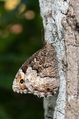 Obraz premium Hipparchia fagi - Woodland grayling - Sylvandre - Grand sylvandre