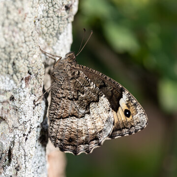 Hipparchia fagi - Woodland grayling - Sylvandre - Grand sylvandre