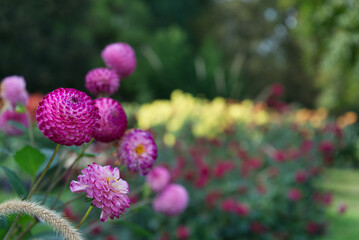 Pink Pompon Dahlias Public Park