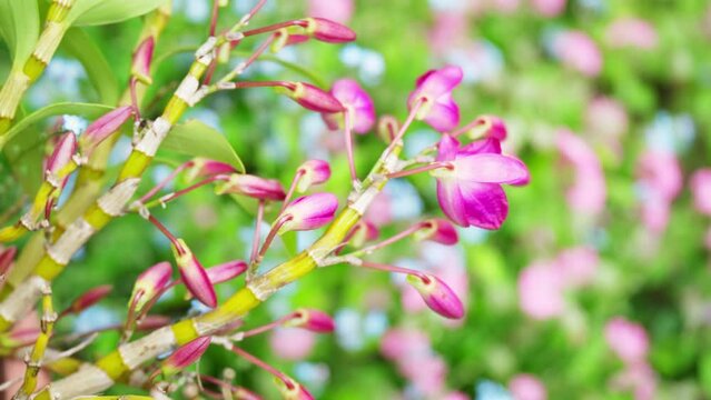 春風に揺れるデンドロビュームの蕾