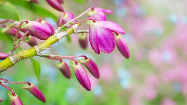 春風に揺れるデンドロビュームの花