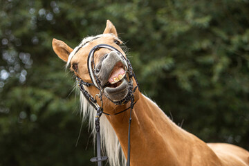 Funny portrait of a young horse clowning  and snooting around