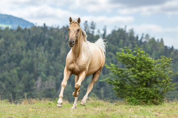 Portrait of a beautiful palomino kinsky horse gelding galloping across a pasture in summer outdoors - obrazy, fototapety, plakaty