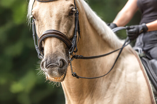 Dressage riding: Portrait of a bridled palomino kinsky horse