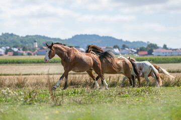 A horse herd with different horses and colors running across a pasture in summer outdoors