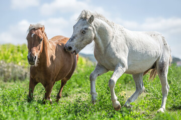 Obraz na płótnie Canvas Portrait of two shetland ponies playing on a pasture in summer outdoors
