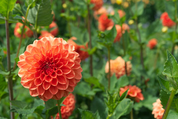 Orange Ball Dahlias Garden Daylight