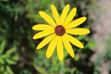 Large black-eyed Susan closeup at Miami Woods in Morton Grove, Illinois