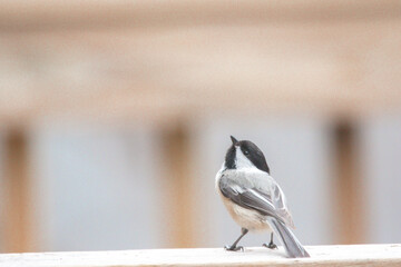 Chickadee songbird perched looking up in wonder.