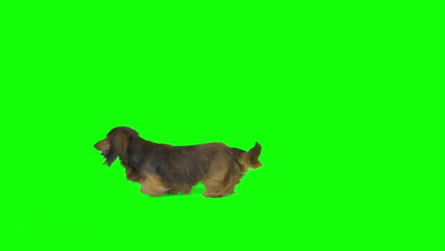 Small dachshund on green screen isolated with chroma key, real shot. Dog slowly walks across the frame from right to left. Slow motion video