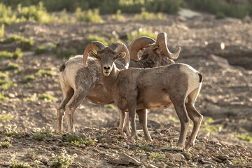 Big Horn Sheep Looks At Camera With Second Sheep Behind