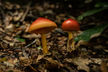 Bright Red and Orange Mushroom Stands In The Forest Floor LIke A Tiny Umbrella