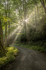 Fototapeta premium Bright Morning Sun Highlights The Thin Fog Over Balsam Mountain Road