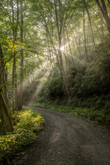 Fototapeta na wymiar Bright Morning Sun Highlights The Thin Fog Over Balsam Mountain Road
