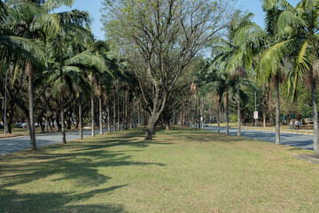 Grass field, rows of palm trees and a big tree in the middle
