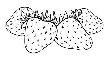 Sweet strawberry hand drawn linear sketch. Forest berries bundle. Coloring book line art of healthy fresh farm organic berry harvest. Four juicy strawberries closeup isolated on white background