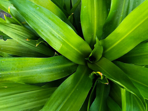 Creative Dracena plant background image