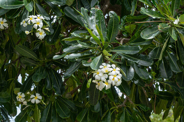 Plumeria alba is a tree up to 8 meters tall with elongated narrow leaves and fragrant large white flowers with a yellow core. During the dry season, the tree loses its leaves. - obrazy, fototapety, plakaty