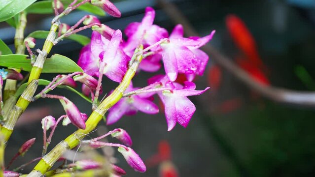 池の傍で咲くデンドロビュームの花