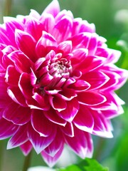 満開に咲き誇るダリア園