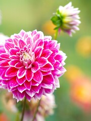 満開に咲き誇るダリア園