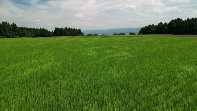 風の見える緑の水田を空撮