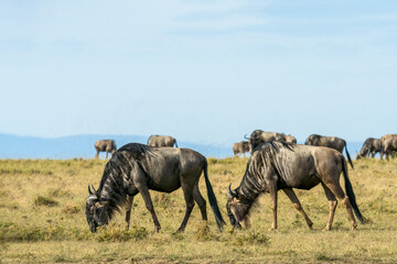 Fototapeta na wymiar herd of wildebeest standing and eating grass together in savanna grassland at Masai Mara National Reserve Kenya