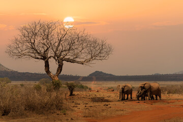 Fototapeta na wymiar herd of African elephants standing together at Tsavo East national park Kenya.