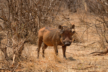 red warthog standing alone near shrub in savanna at Tsavo East National Park Kenya
