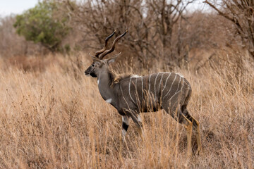 Kudu standing alone in savanna grassland at Masai Mara National reserve Kenya
