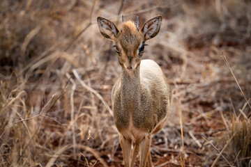 Kirk's dik dik standing in savanna grassland at Masai Mara National Reserve Kenya