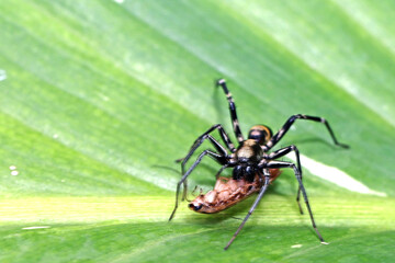 A spider and prey on a leaf