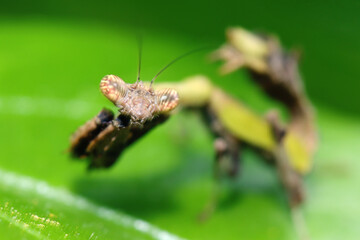 close-up a boxing grasshopper on  leaf