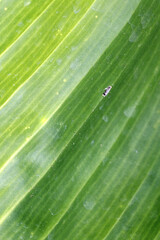 Texture of the green palm leaf