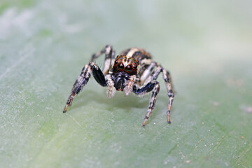 A jumper spider on a leaf
