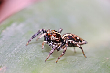 A jumper spider on a leaf